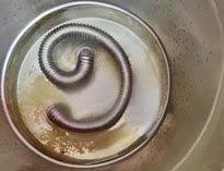 商用香蕉成人网站下载設備專家和你聊聊水垢的危害及解決方法